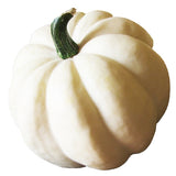 Acorn Squash (Green/White/Gold)- Organic
