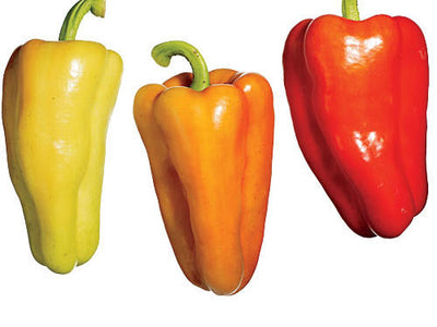 Gypsy Sweet Peppers - Organic