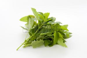 Lemon Balm Mint - Bunch