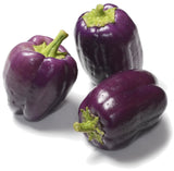 Purple Bell Peppers - Organic