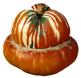 Turkey Turban Squash - Organic