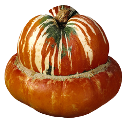 Turkey Turban Squash - Organic