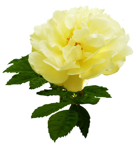 Roses (Edible Flower)