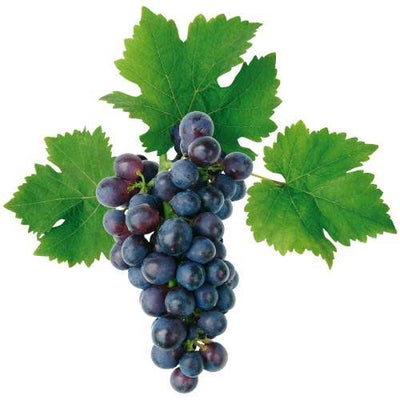 Campbell Grapes - Organic