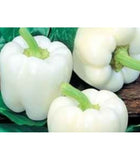 Ivory Bell Peppers - Organic
