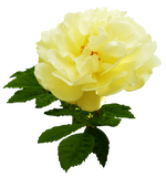 Roses (Edible Flower)